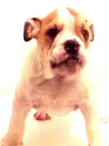 12.gif